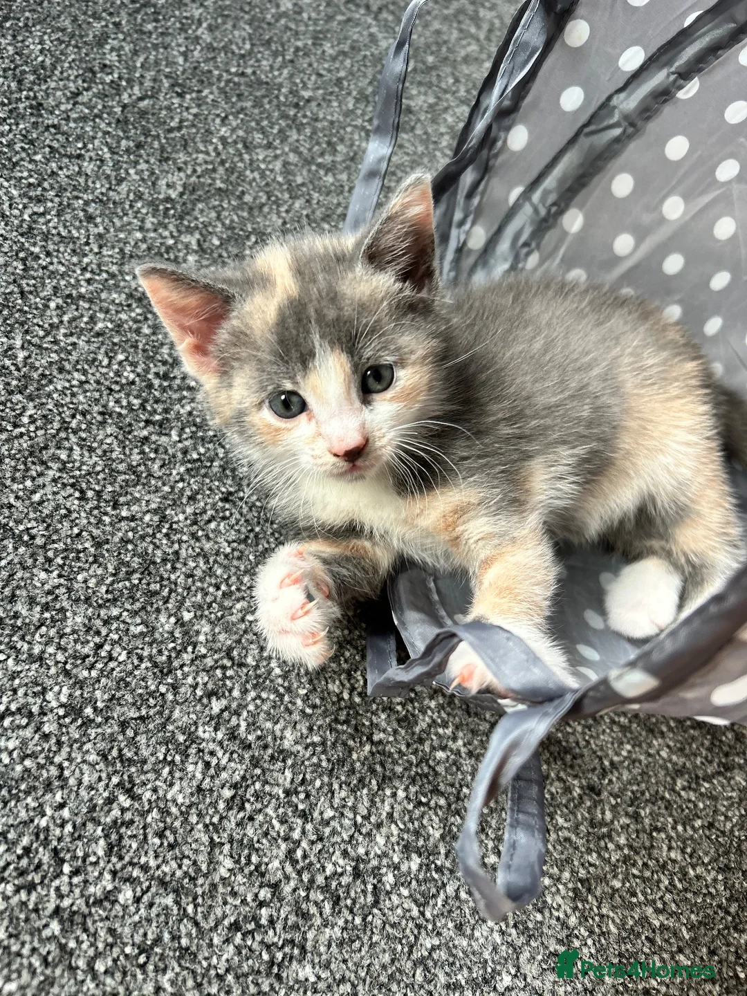 Mixed Breed cats for sale: Beautiful calico girl - Advert 2