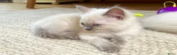Ragdoll cats for sale:  Blue Ragdoll health tested ready now - Advert 14