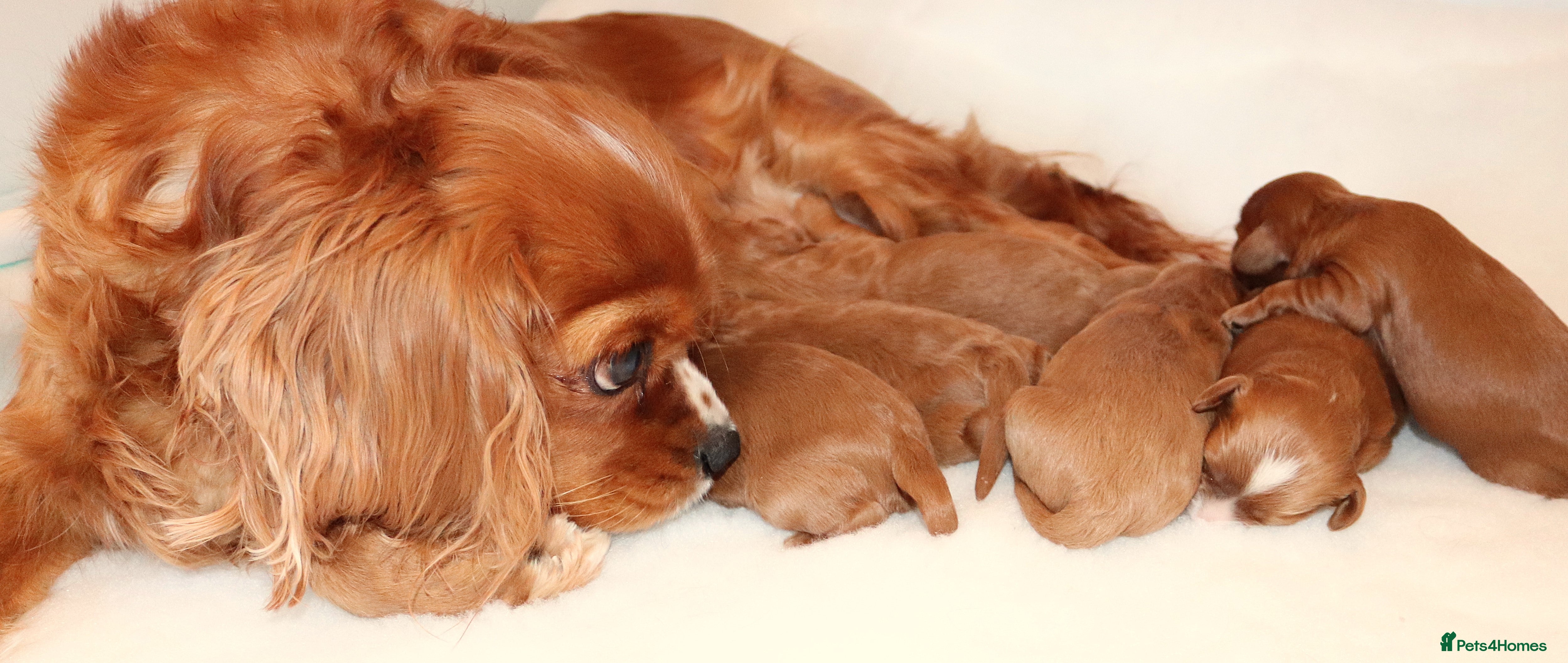 Cavapoo dogs Welcome to Cotswold Cavapoos - Advert 1