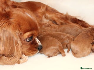 Cavapoo dogs Welcome to Cotswold Cavapoos - Advert 1