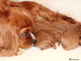 Cavapoo dogs Welcome to Cotswold Cavapoos - Advert 4