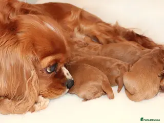 Cavapoo dogs Welcome to Cotswold Cavapoos - Advert 13