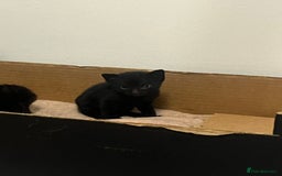 British Shorthair cats for sale: 3 black male kittens - Image 7