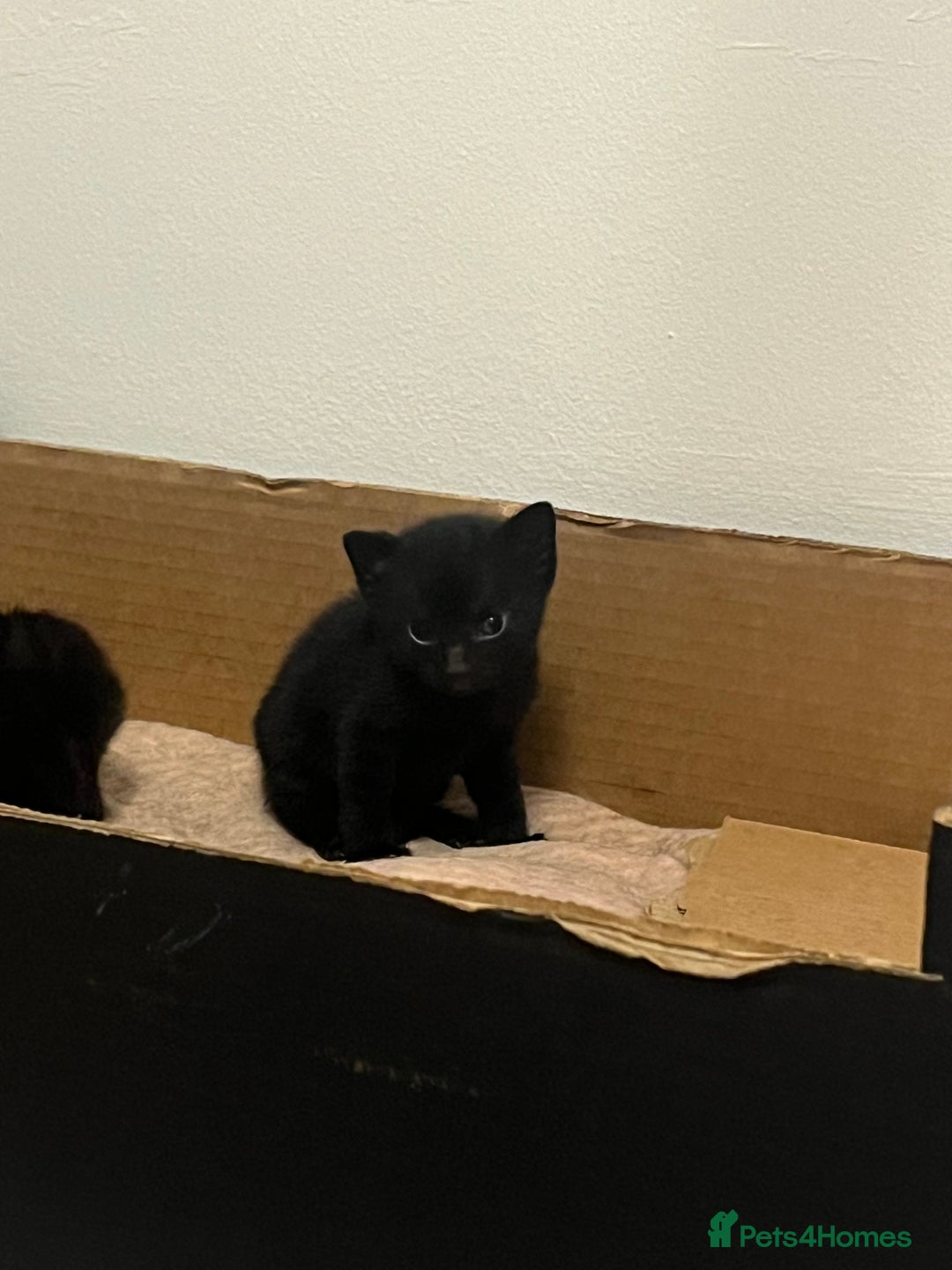 British Shorthair cats for sale: 3 black male kittens - Image 7
