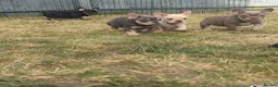 French Bulldog dogs for sale: French bulldog puppy's  - Advert 11