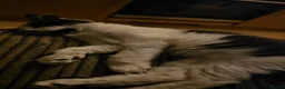 Mixed Breed cats for adoption: Bonded Rescue Kittens Looking for a Forever Home - Advert 12