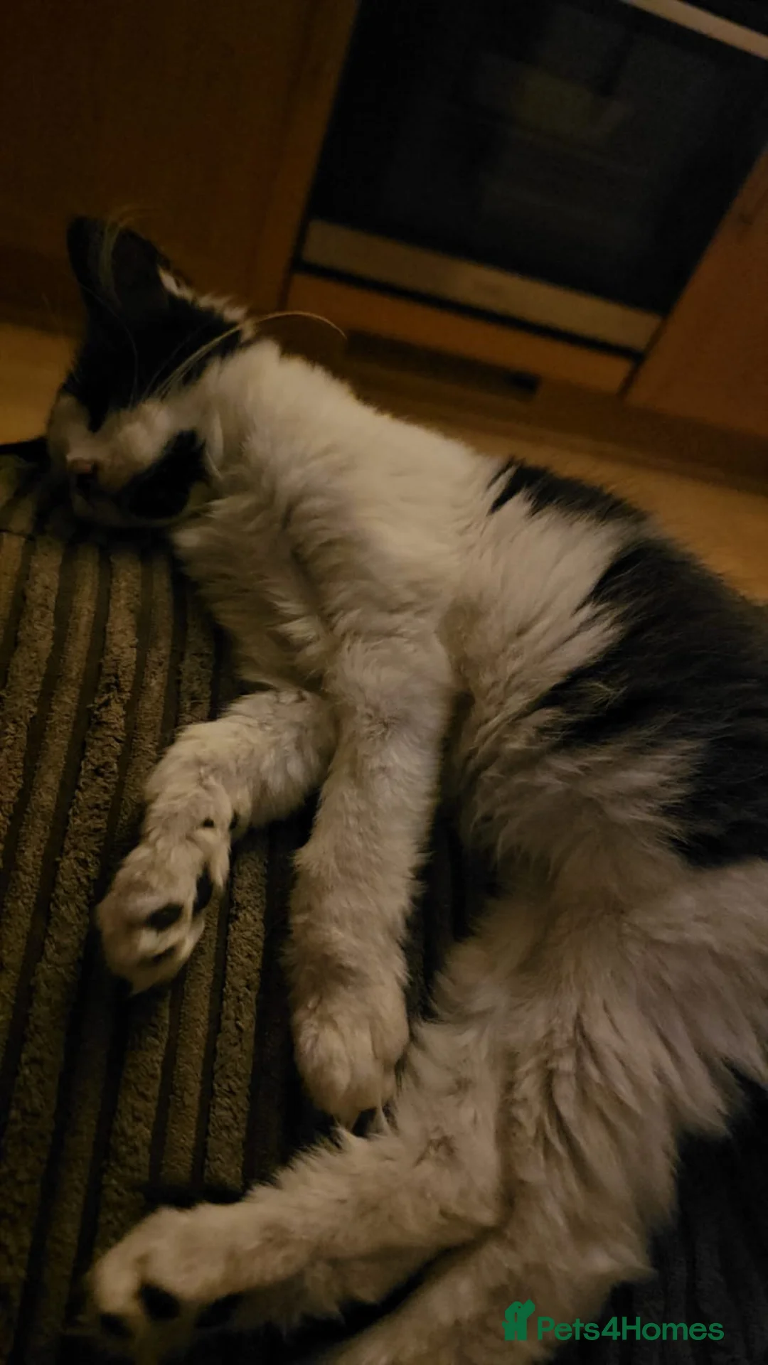 Mixed Breed cats for adoption: Bonded Rescue Kittens Looking for a Forever Home - Advert 12