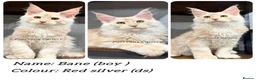 Maine Coon cats for sale: TICA registered Maine coon kittens  - Advert 4