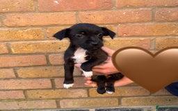Jack Russell dogs for sale: Jack Russell Puppies - Image 9
