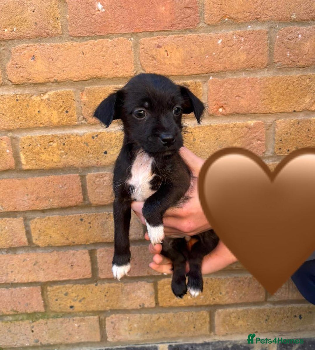 Jack Russell dogs for sale: Jack Russell Puppies - Image 9