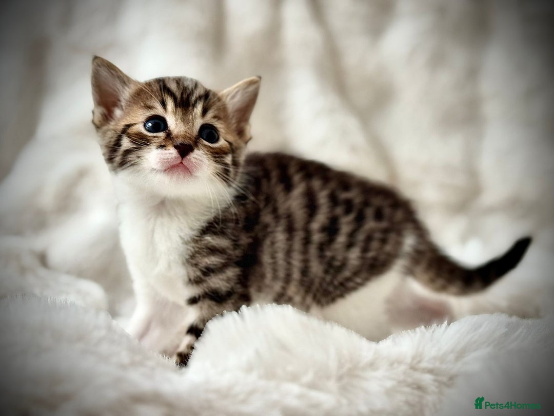 Ragdoll cats for sale: 🌟 Ragdoll x Bengal – Exquisite Baby Kittens 🌟 - Image 13