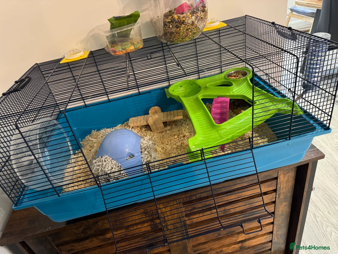 Hamster rodents for sale: Hamster and all accessories  - Advert 6