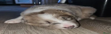 Border Collie Puppy 3