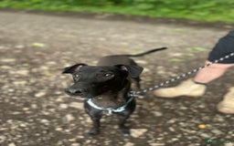 Lurcher dogs for sale: Male lurcher for sale  - Image 2