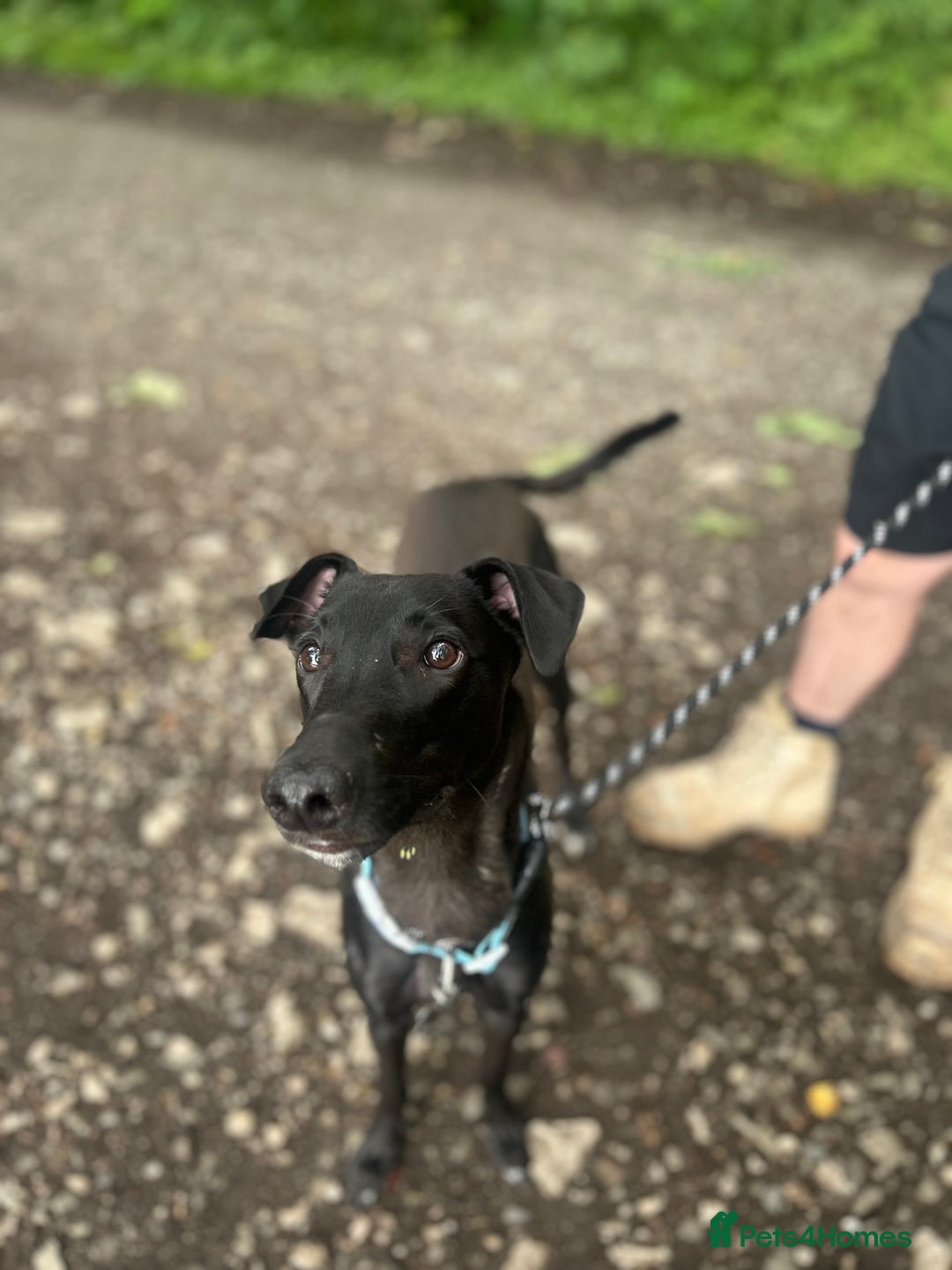 Lurcher dogs for sale: Male lurcher for sale  - Image 2