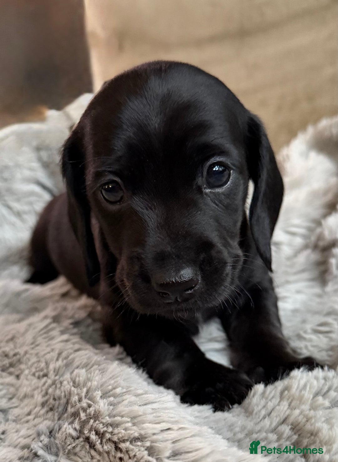 Miniature Dachshund dogs for sale: Rare colour KC registered mini dachshund puppies  - Advert 22