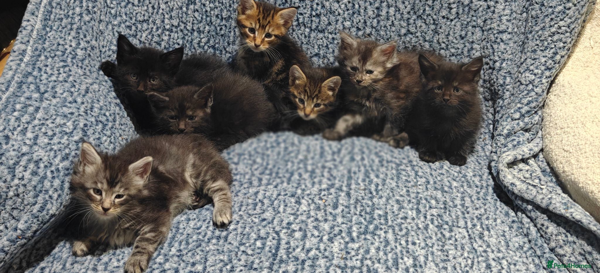 Mixed Breed cats Maine Coon mix kittens  - Advert 2