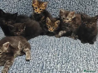 Mixed Breed cats Maine Coon mix kittens - Advert 2