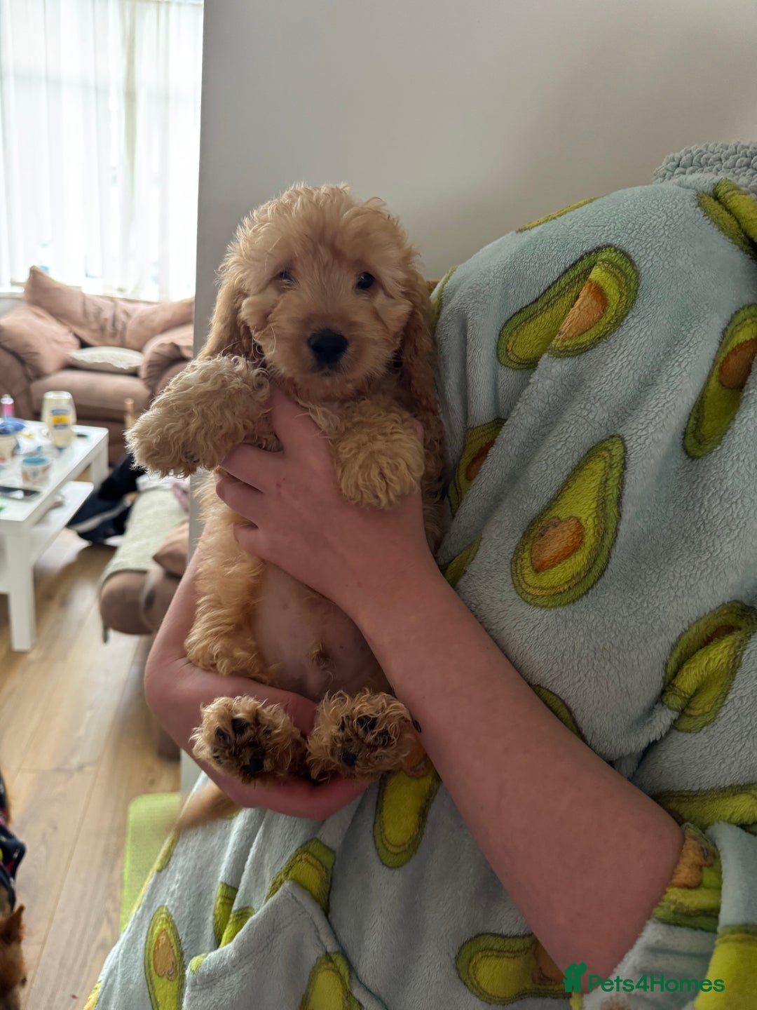 Cockapoo dogs for sale: Beautiful F1 Cockapoo puppies - Image 26