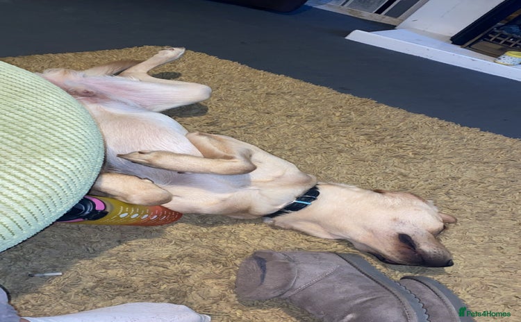Goldador dogs - Advert 1
