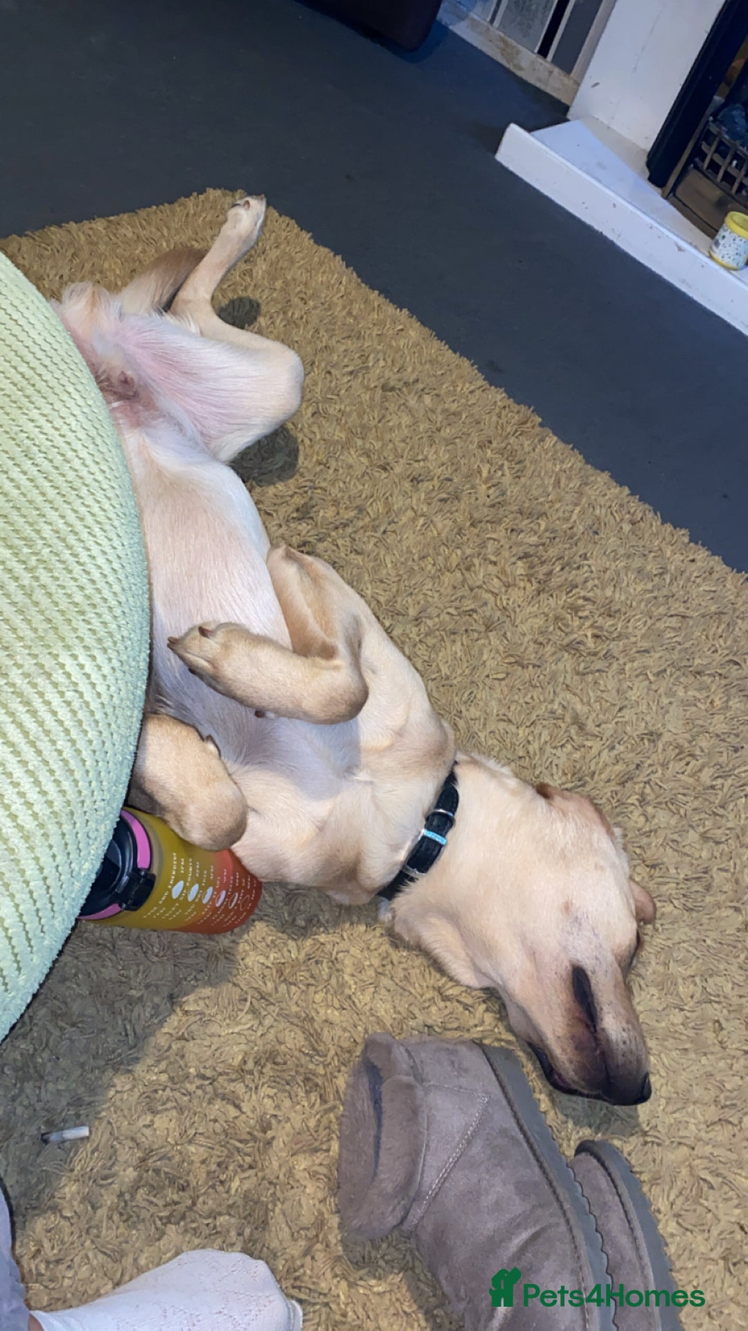 Goldador dogs for sale: Golden Lab loki  - Image 1