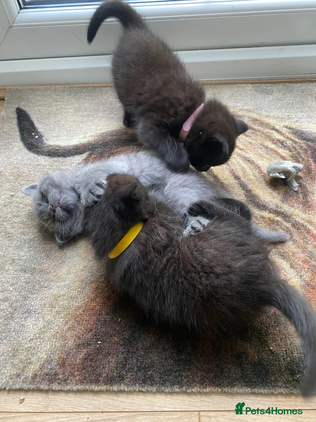 British Shorthair cats for sale: British shorthair mix with Ragdoll in Lincoln - Advert 2