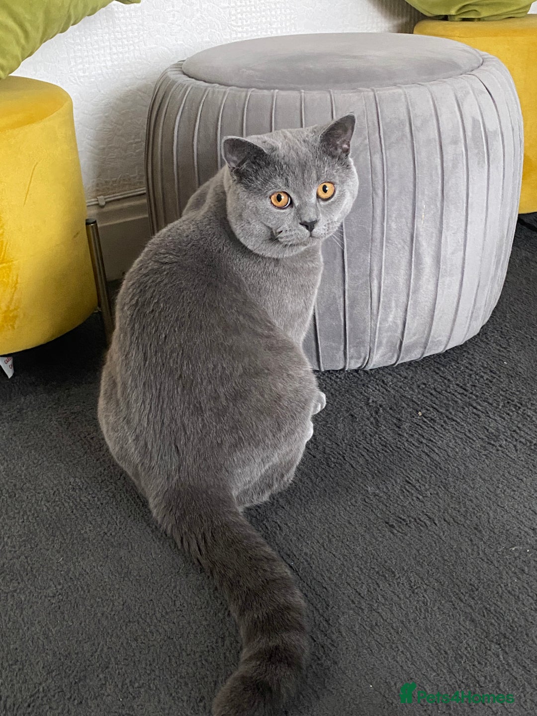British Shorthair cats for sale: British Shorthair Male – Plush Silver Coat - Advert 3