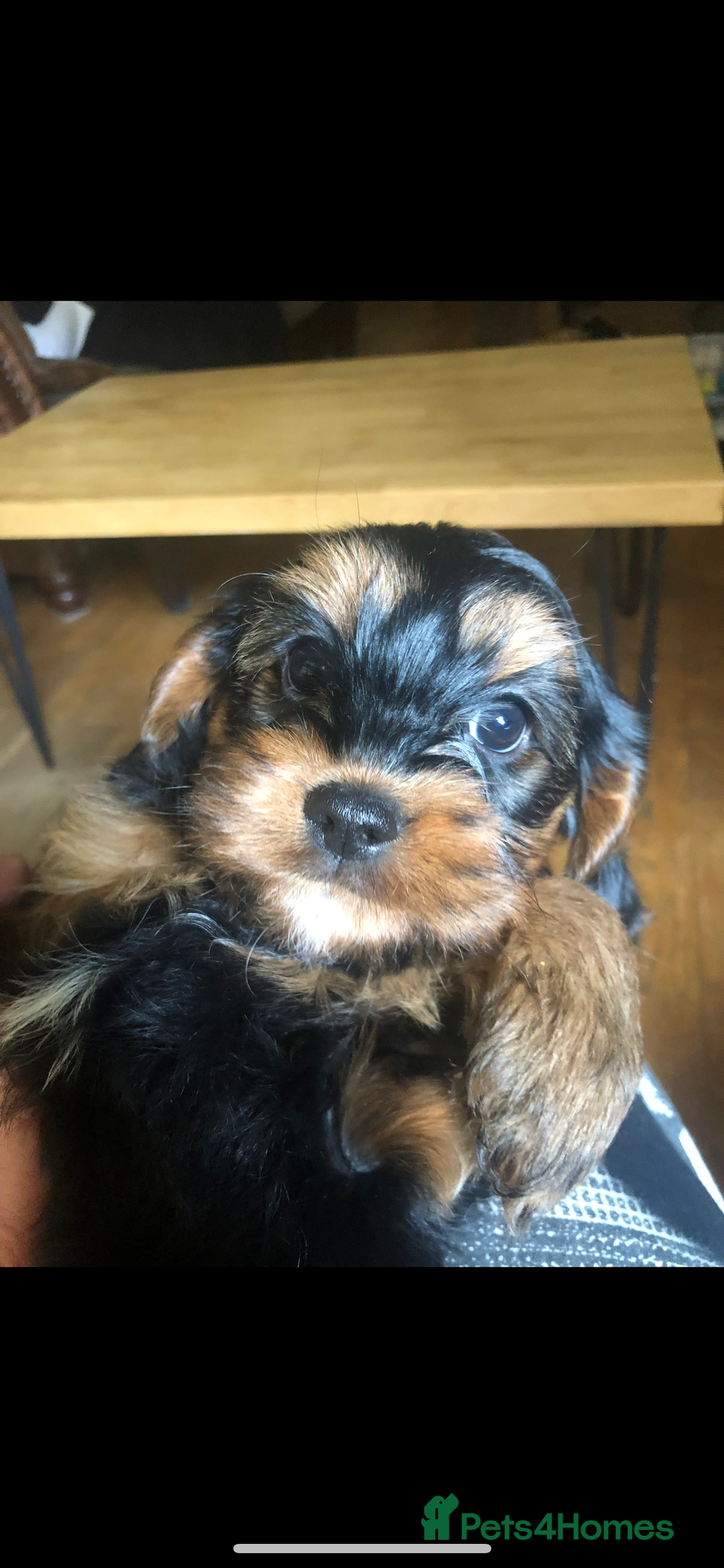 Cavapoo dogs for sale: Cavapoo - Advert 14