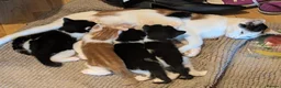 Domestic Shorthair cats for sale: 2 black&white kittens looking for home !  in London - Advert 5