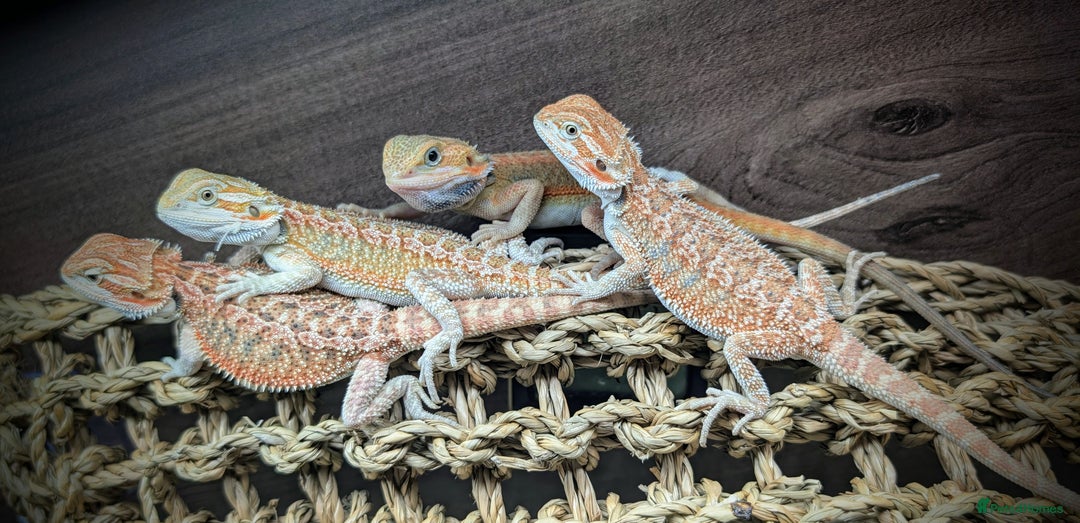 Bearded Dragon reptiles for sale: Baby Bearded dragons. Witblits, genetic stripes - Image 20