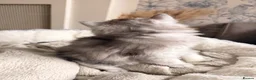 British Longhair cats for sale: British Shorthair/Persian chinchilla kittens  - Advert 9