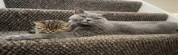 British Shorthair cats for sale: British short hair kittens - Advert 1