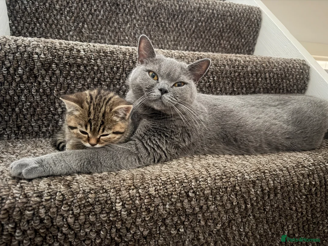 British Shorthair cats for sale: British short hair kittens - Advert 1