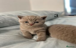 British Shorthair cats for sale: 🐱Adorable Rare Lilac British Shorthair Kittens - Image 12