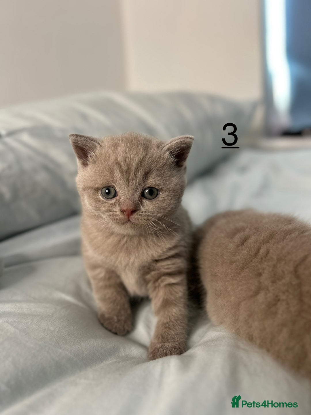 British Shorthair cats for sale: 🐱Adorable Rare Lilac British Shorthair Kittens - Image 12