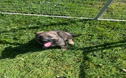 German Shepherd dogs for sale: German Shepherd Pups  - Image 4