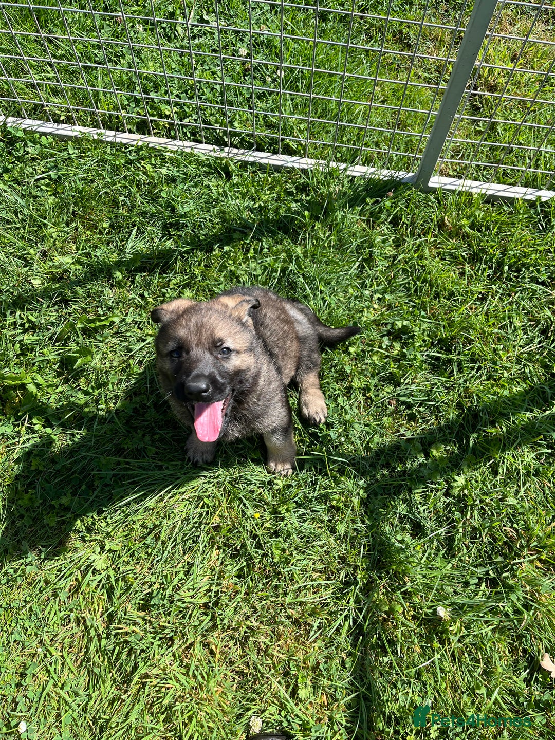 German Shepherd dogs for sale: German Shepherd Pups  - Image 4