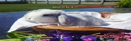 Mini Lop rabbits for sale: Beautiful Pure Bred Mini Lop rabbits - Advert 11