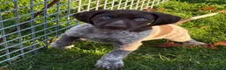 German Shorthaired Pointer dogs for sale: German Shorthaired Pointer puppies  - Advert 20