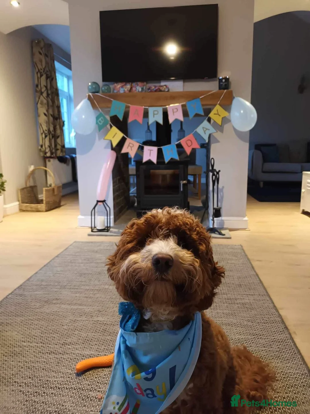 Cockapoo dogs for stud: STUD - F1 Red and white Cockapoo - Health Clear in York - Advert 21