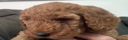 Cockapoo dogs for sale: COCKAPOO PUPPIES - Advert 12