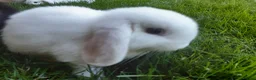Mini Lop rabbits for sale: Gorgeous Mini Lops  - Advert 7