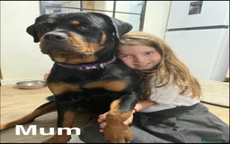 Rottweiler dogs for sale: 🏆(Kc)Champion bloodline Rottweiler puppies. - Image 2