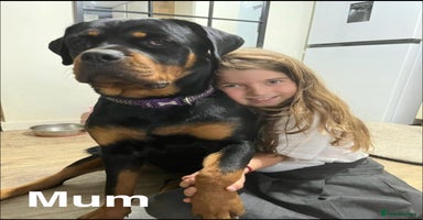 Rottweiler dogs - Advert 1