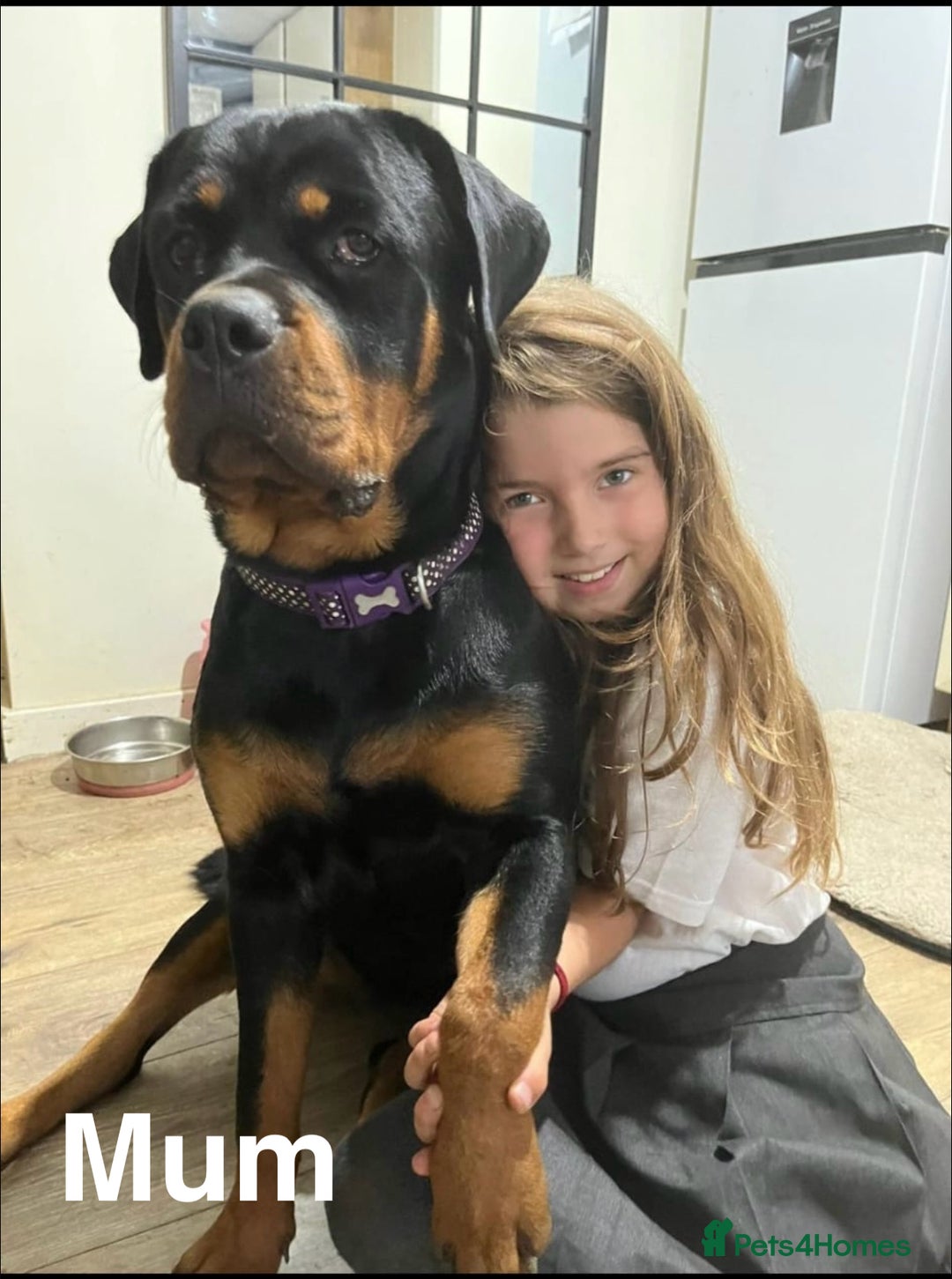Rottweiler dogs for sale: 🏆(Kc)Champion bloodline Rottweiler puppies. - Image 2