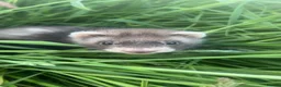 Ferret rodents for sale: Ferret kits for sale - Advert 3