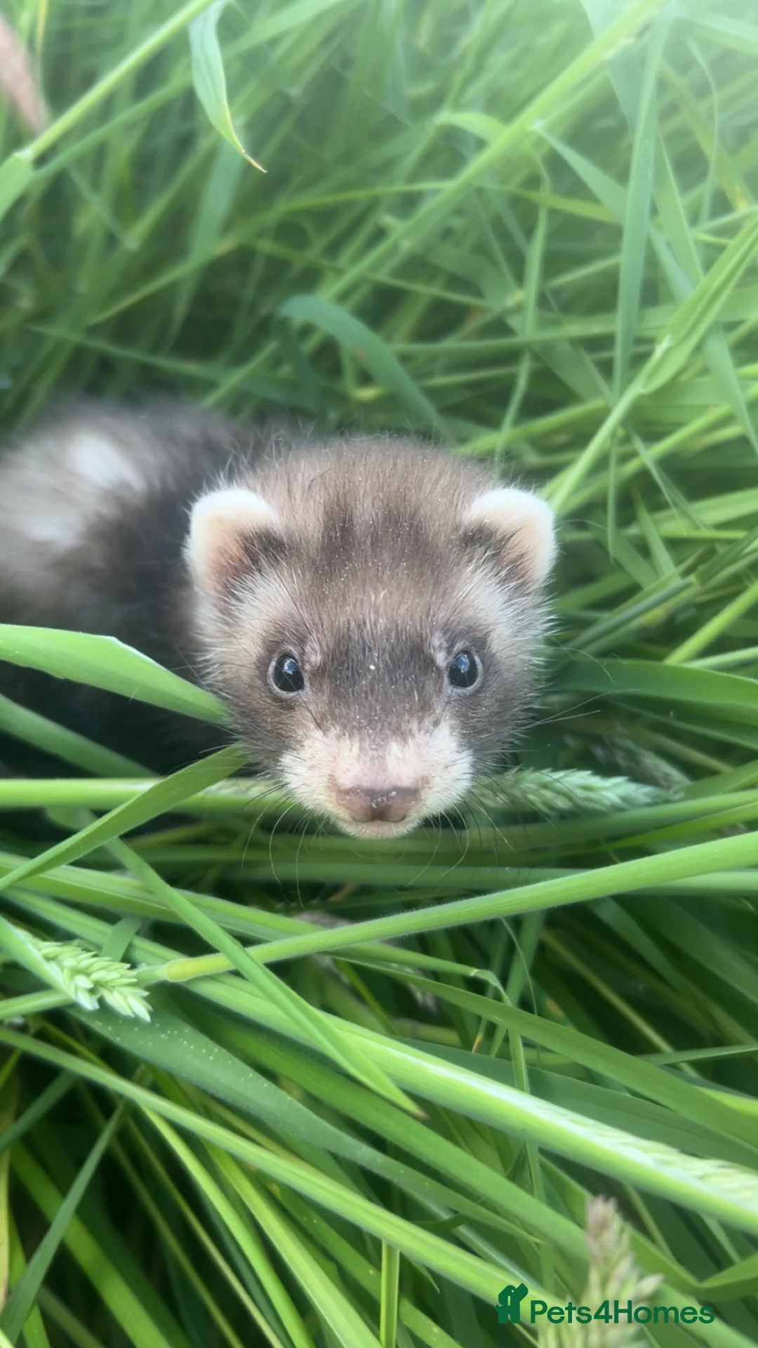 Ferret rodents for sale: Ferret kits for sale - Advert 3