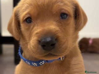 Labrador Retriever dogs Litter of 7 Fox Red Labrador Puppies - Advert 1