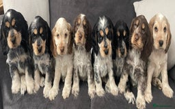 Cocker Spaniel dogs for stud: Beautiful show chocolate roan & tan dog for stud  in March - Image 14