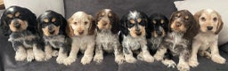 Cocker Spaniel dogs for stud: Beautiful show chocolate roan & tan dog for stud  in March - Advert 14